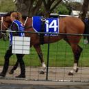 Notlistentome at Ballarat races before his magnificent Win